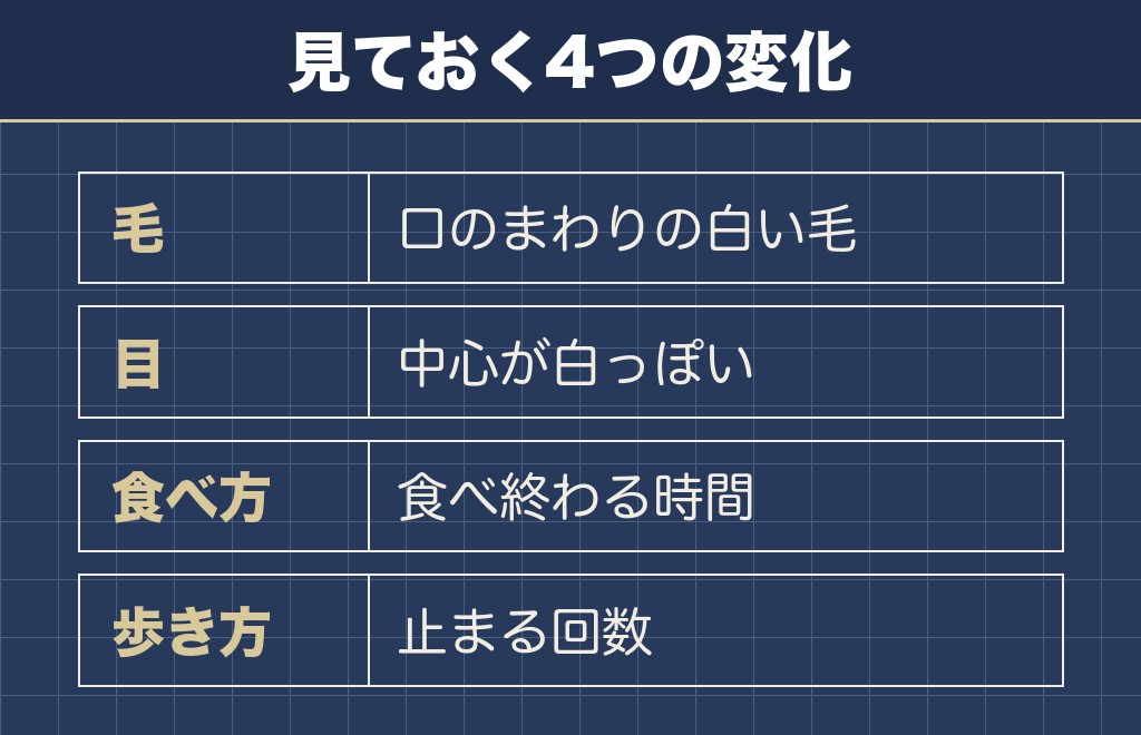 柴犬の12歳で見ておきたい体の変化