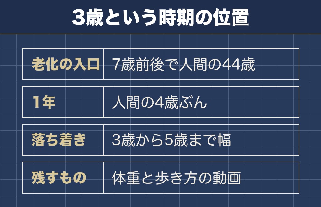柴犬の3歳は人間の28歳で体力のある時期