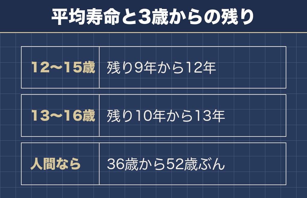 柴犬の3歳から平均寿命まで9年から13年ある