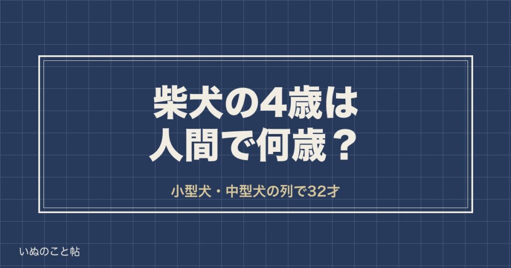 柴犬の4歳は人間で32歳？落ち着く時期と5歳からの変化も