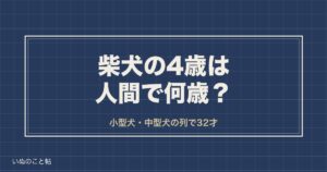 柴犬の4歳は人間で32歳？落ち着く時期と5歳からの変化も