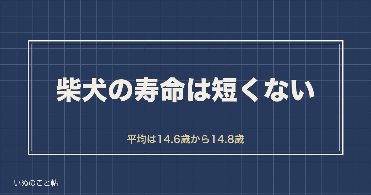 柴犬の寿命は短い？平均は14歳台で縮める要因と長生きのコツも