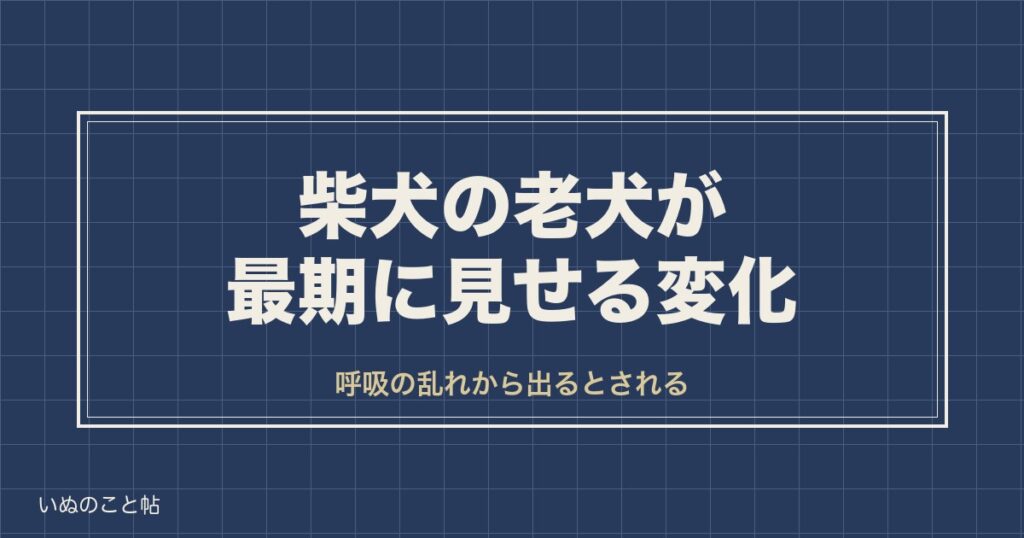 柴犬の老犬が最期に見せる変化は？呼吸や挨拶のしぐさと寿命も