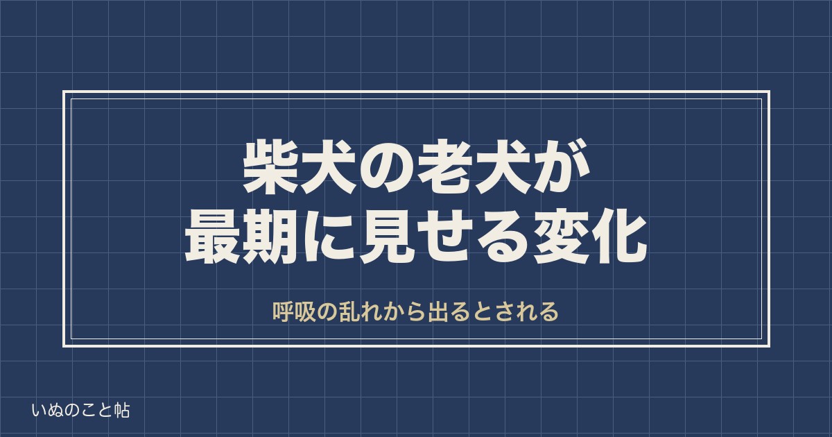 柴犬の老犬が最期に見せる変化は？呼吸や挨拶のしぐさと寿命も