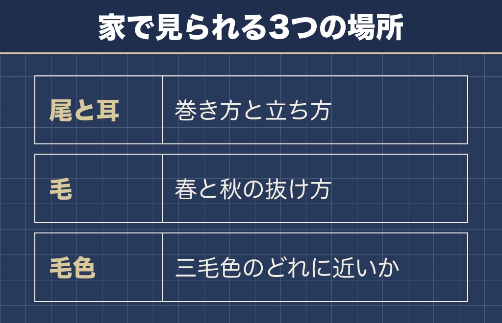 柴犬の原産国を知ると迎えるときの見方が変わる