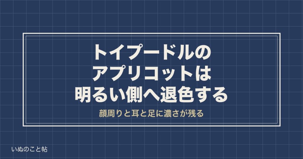 トイプードルのアプリコット退色を画像で見る｜原因と戻るのか