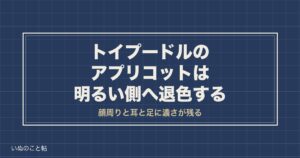 トイプードルのアプリコット退色を画像で見る｜原因と戻るのか