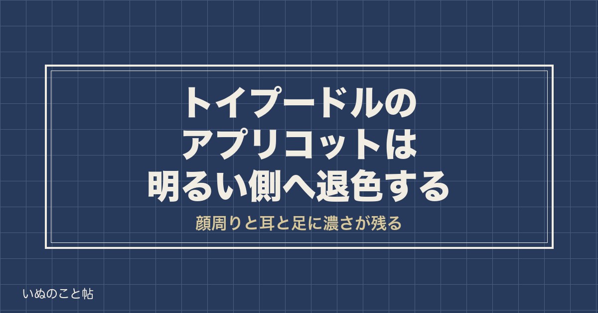トイプードルのアプリコット退色を画像で見る｜原因と戻るのか