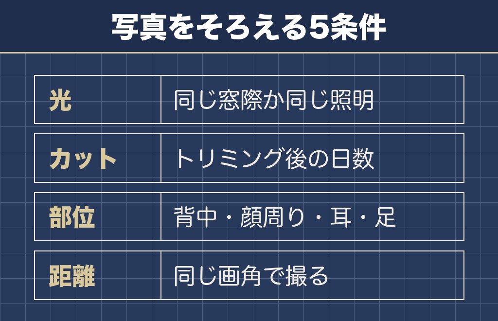 トイプードルのアプリコットの退色の画像は5つの条件をそろえて比べる