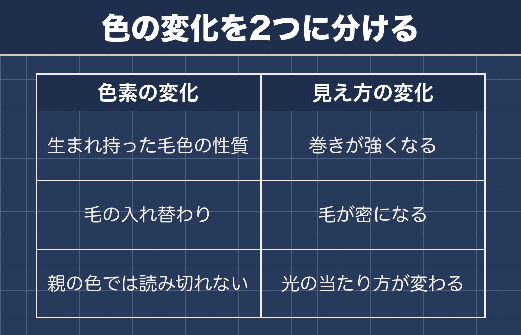 トイプードルの退色の原因は遺伝と成長による毛の入れ替わり