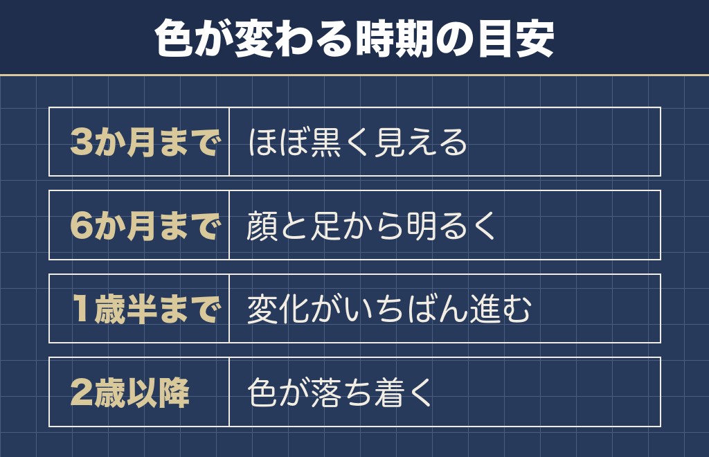 グレーとシルバーのトイプードルは生まれたときほぼ黒い