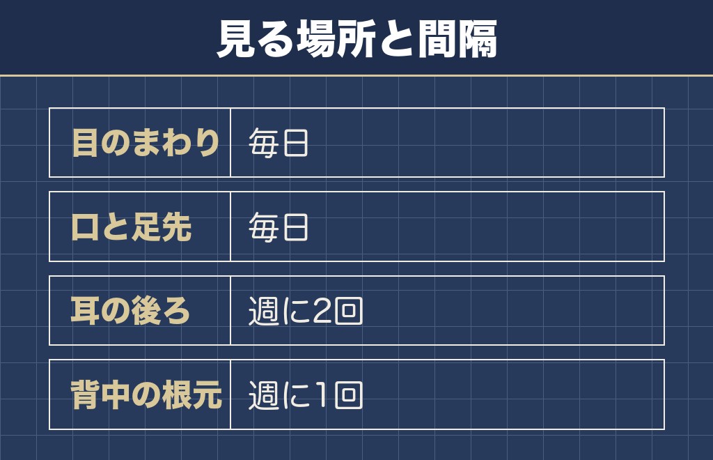 グレーとシルバーのトイプードルのお手入れとカット