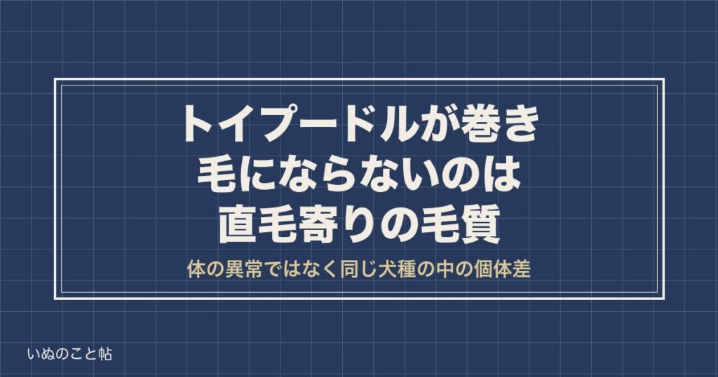 トイプードルが巻き毛にならないのは直毛タイプ｜いつ変わるかも