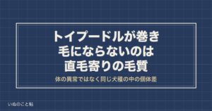 トイプードルが巻き毛にならないのは直毛タイプ｜いつ変わるかも