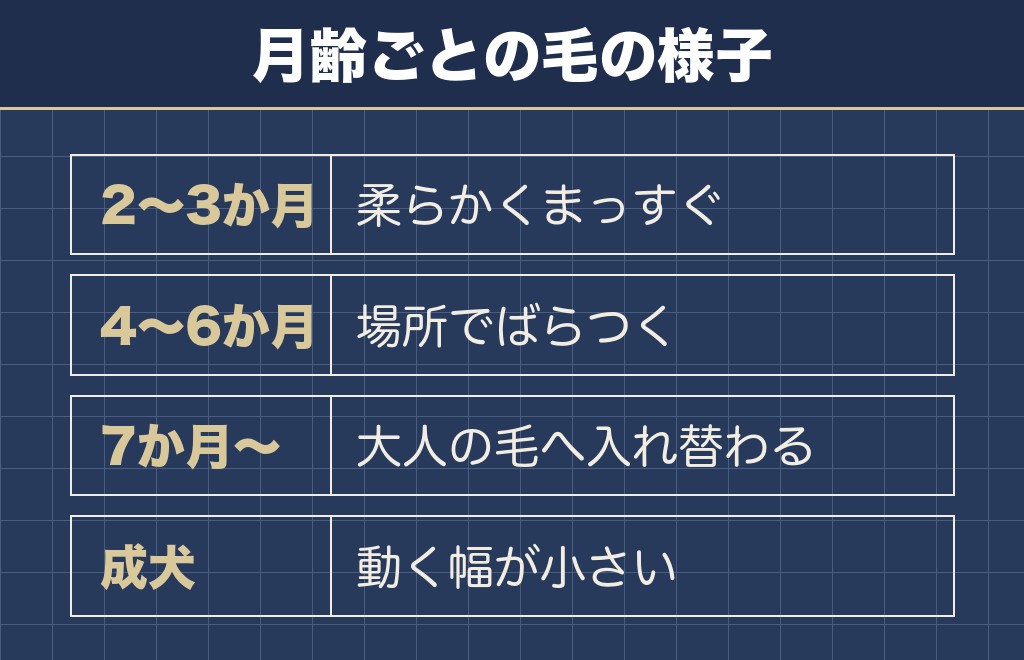 トイプードルの毛質が変わる時期は生後4か月から1歳ごろが目安