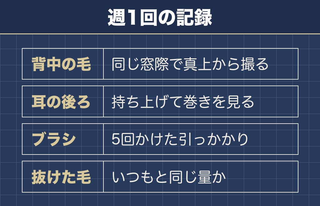 おうちでできるトイプードルの毛質の記録のとり方